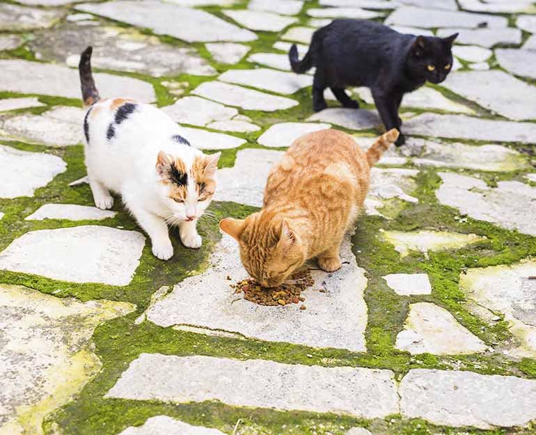 Our four-legged friends are a source of joy